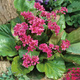 Bergenia sercolistna Rotblum 