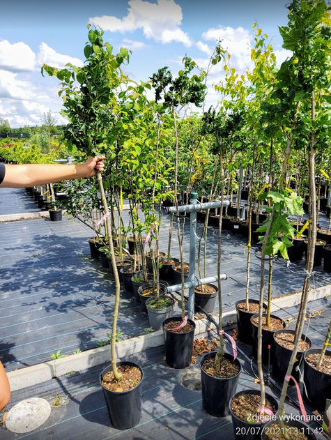 Klon pospolity Beskid kolumnowy