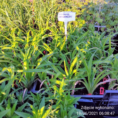 Liliowiec Entrapment (P9)