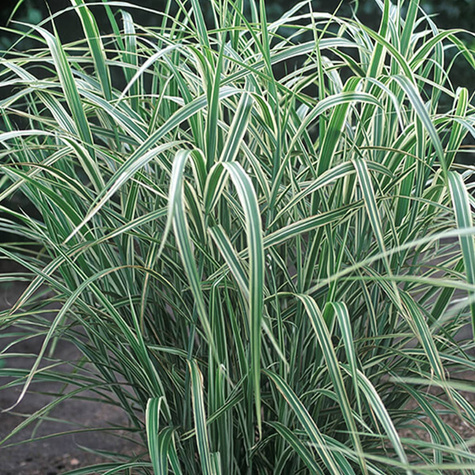 Miskant chiński Cosmopolitan (C2)