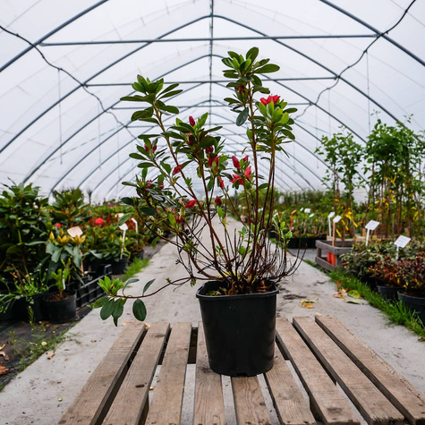 Azalia japońska Geisha Orange (C2)