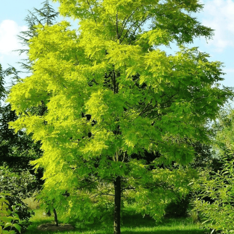 Grochodrzew Robinia akacjowa Akacja Cenny dla pszczół (C2)