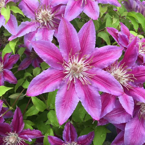 Powojnik Clematis wielkokwiatowy dr Ruppel C2