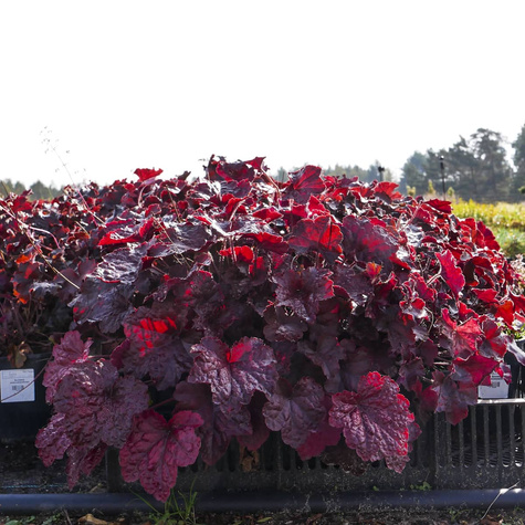 Żurawka drobnokwiatowa Palace Purple (C2)