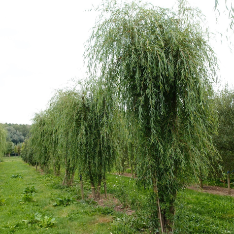 Wierzba Płacząca Biała Tristis 