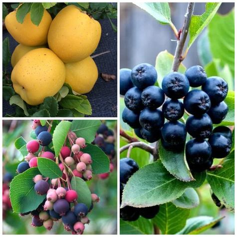 Zestaw zdrowe TRIO do ogrodu i na balkon