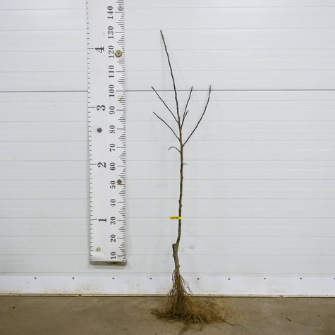 Jabłoń Gold Bohemia Plant Pack