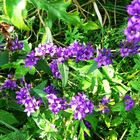 Dzwonek skupiony Acaulis (P9)