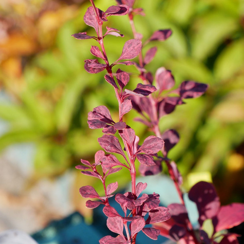Berberys thunberga Rosetta (C2)