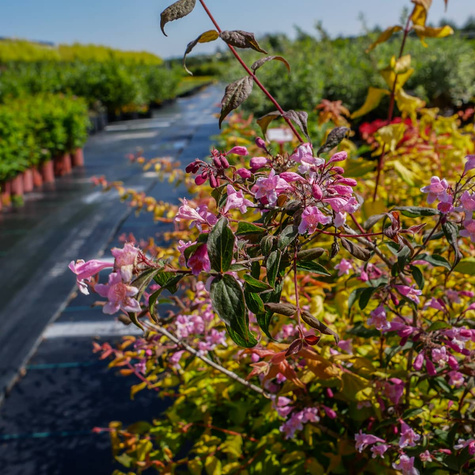 Kolkwicja chińska Maradco (C2)