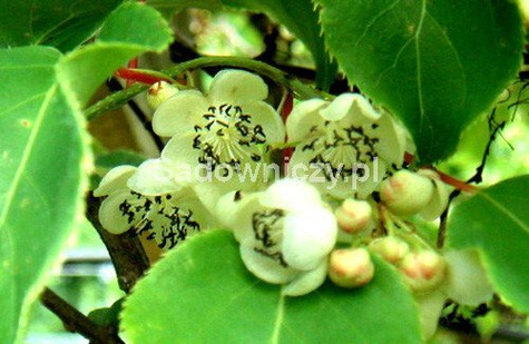 Mini Kiwi Aktinidia ostrolistna Male zapylacz