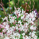 Gaura biała 0,5g Toraf
