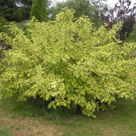 Dereń biały Spaethii (P9)