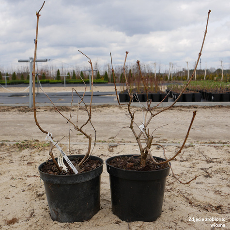 Kalina koralowa Roseum (C2)