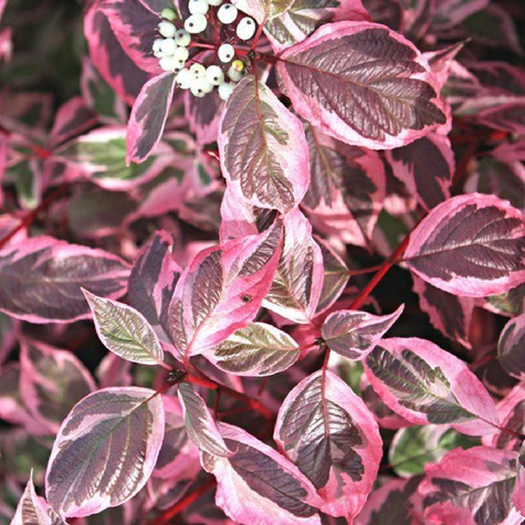 Dereń biały Sibirica Variegata