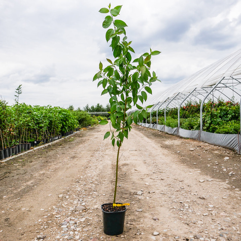 Dereń jedwabny (C2)