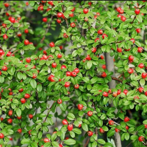 Irga szwedzka Coral Beauty miododajna (C1.7)