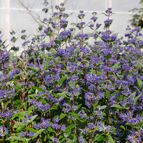 Barbula klandońska Ferndown (P9)