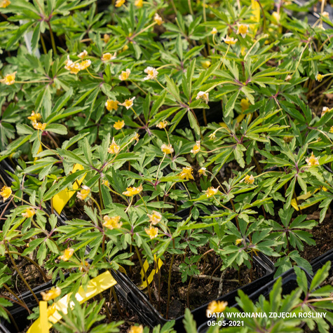 Zawilec żółty (C2)