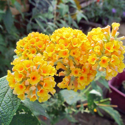 Budleja Weyera Sungold (C2)