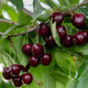 Czereśnia Regina Plant Pack