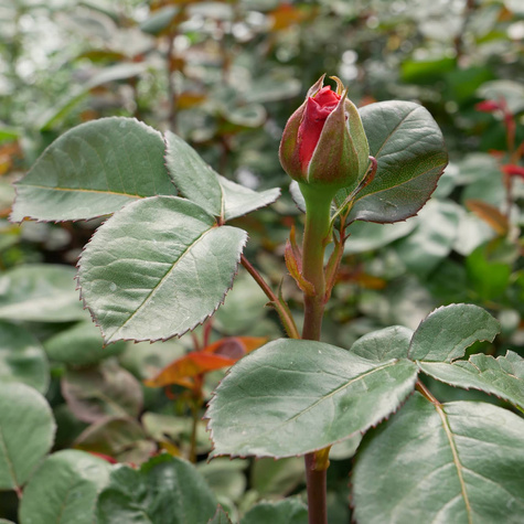 Róża wielkokwiatowa CEGLASTA