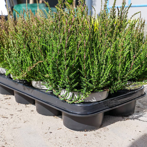 Wrzos pospolity różowy pączkowy