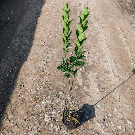 Trzmielina miododajna (C2)