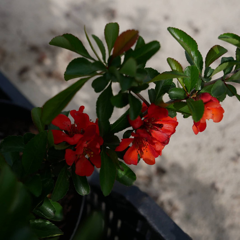 Pigwowiec pośredni Texas Scarlet (P9)