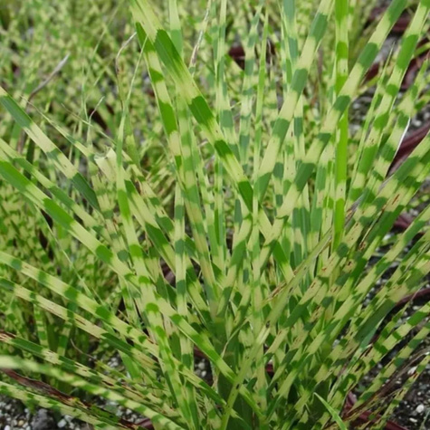 Miskant chiński Gold Bar (C2)