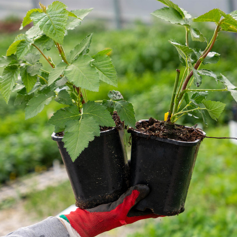 Jeżyna bezkolcowa Patio Black karłowa na balkon
