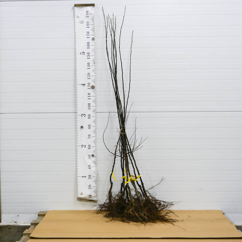 Pigwa jabłkowa Laskowicka Plant Pack