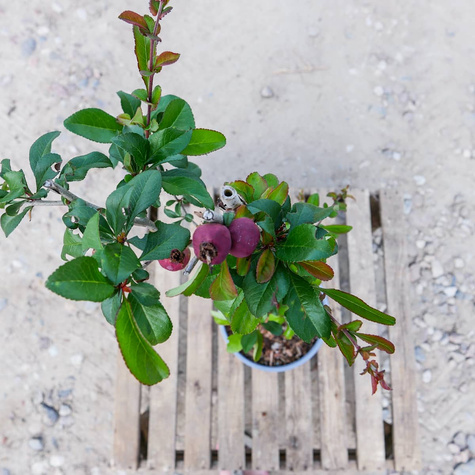 Pigwowiec pośredni Crimson and Gold Ozdobny na Nalewki (C1.7)