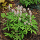 Tiarella Pink Skyrocket (P9)