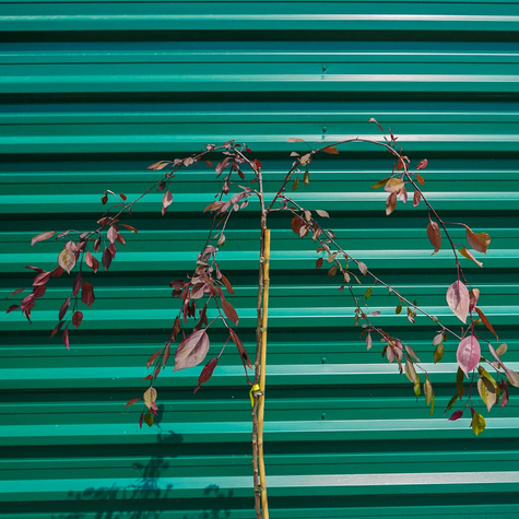 Jabłoń Ozdobna Czerwona Pendula Szczepiona Na Pniu