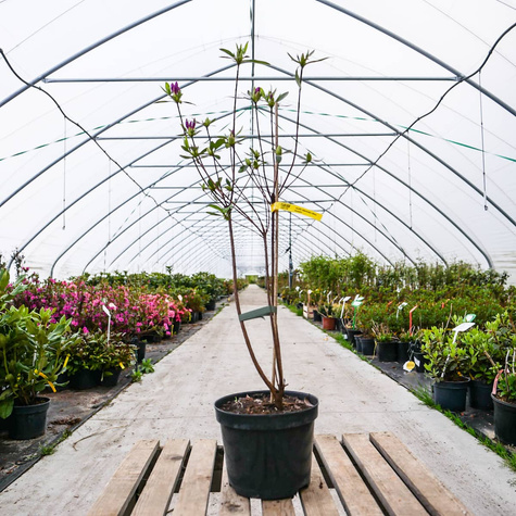 Azalia japońska Blue Danube