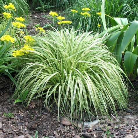 Trzęślica modra Variegata (C2)