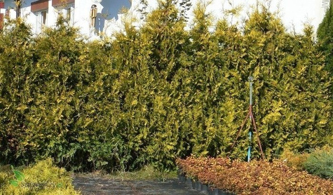 Thuja Tuja Żywotnik zachodni Europe Gold