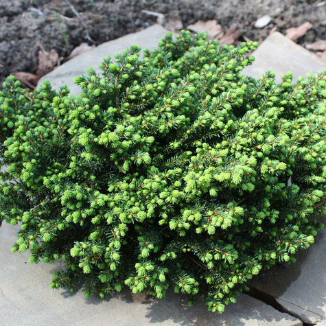 Świerk pospolity Little Gem (C2)