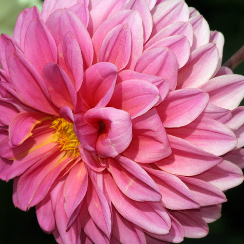 Dalia dekoracyjna Lavender Perfection różowa
