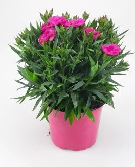 Goździk ogrodowy Peman Violet