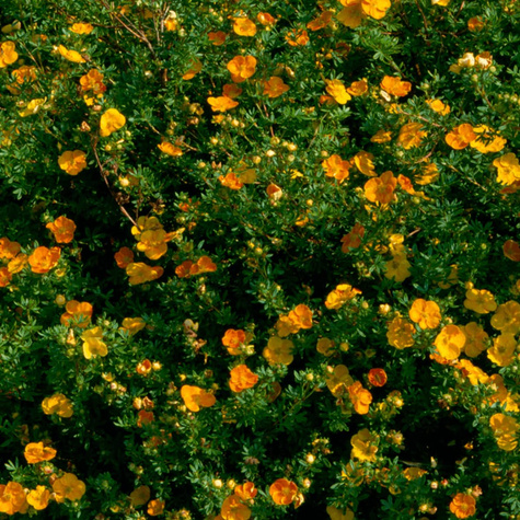 Pięciornik krzewiasty Tangerin (C2)