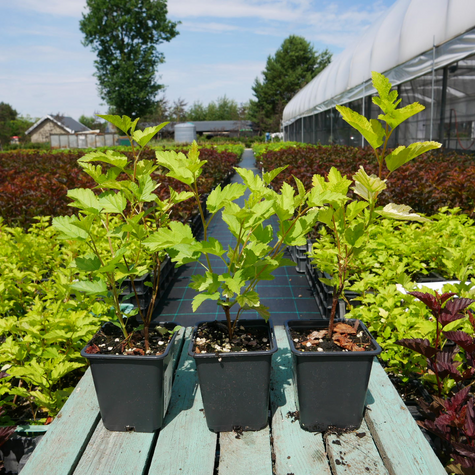 Pęcherznica kalinolistna Nugget (P9)