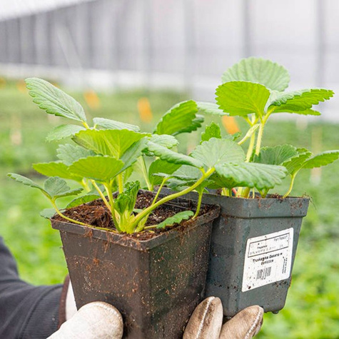 Truskawka poziomkowa Rosana powtarzająca owocowanie w doniczce