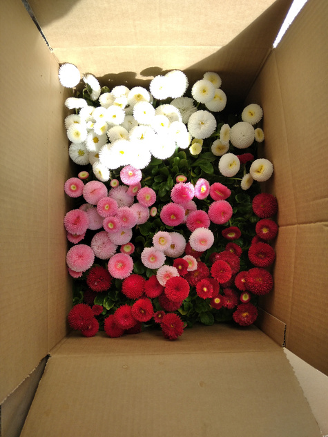 Stokrotka Stokrotki różowa sadzonka w doniczce