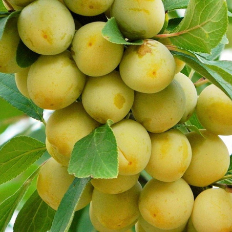 Śliwa Duża Żółta Plant Pack