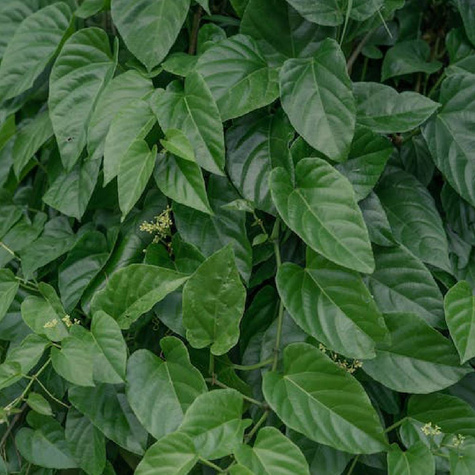 Nawóz płynny do wszystkich roślin 1L organiczno-mineralny Ziemovit