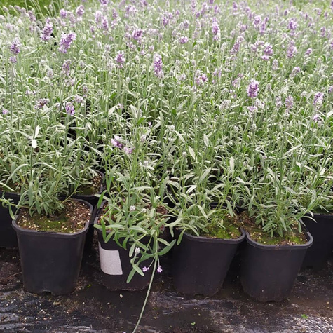 Lawenda wąskolistna Lavici Blue (C2)