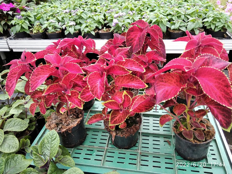 Koleus Coleus Pokrzywka czerwona