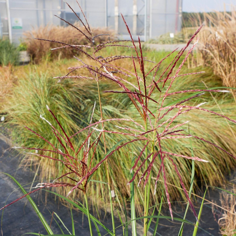 Miskant chiński Ferner Osten (C2)